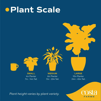 Costa Farms  Live Indoor 15in. Tall White Peace Lily; Bright, Indirect Sunlight Plant in 6in. Grower Pot