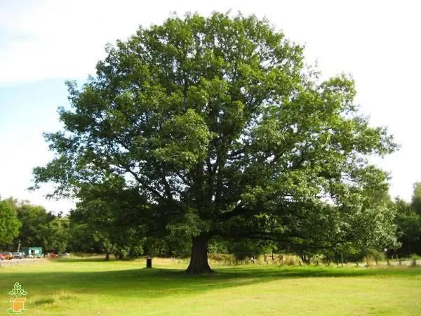 Northern Red Oak Tree  Majestic Shade Tree with Strong Wood, Reddish Fall Foliage, and Acorns