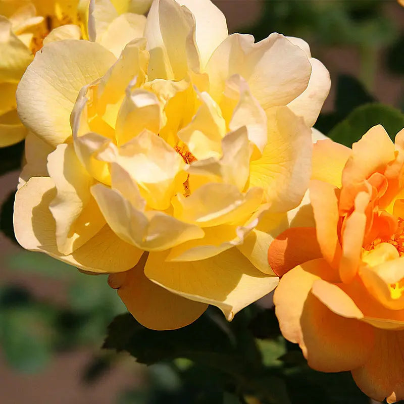 Saffron Summer Shrub Rose by Heirloom Roses  Yellow Roses Live Plant