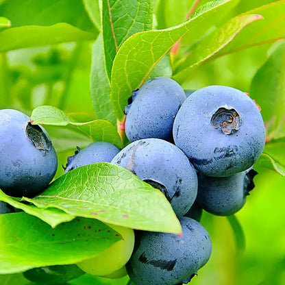 Duke Blueberry Bush  Early-Harvest, High-Yield Northern Highbush Variety