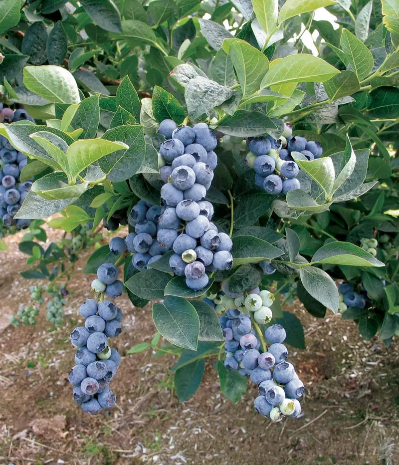 Duke Blueberry Bush  Early-Harvest, High-Yield Northern Highbush Variety