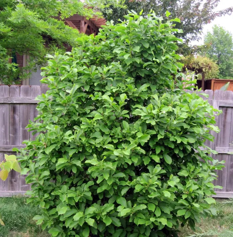 Magnolia ‘Jane’ Deciduous Shrub  Fragrant Late-Spring Blooms, Compact Growth Habit