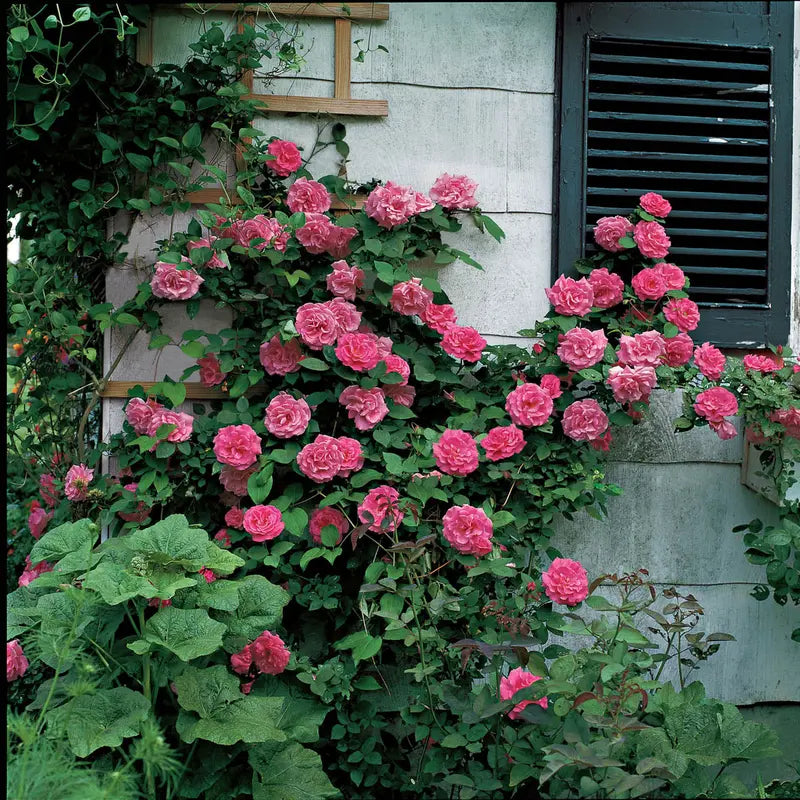 William Baffin Dormant Bare Root Climbing Rose, Includes one dormant plant per order