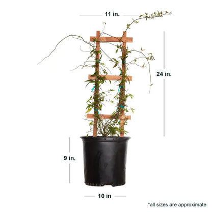 Yellow Lady Banks Rose (2.5 Gallon) Thornless Blooming Vine  Full Sun Live Outdoor Plant