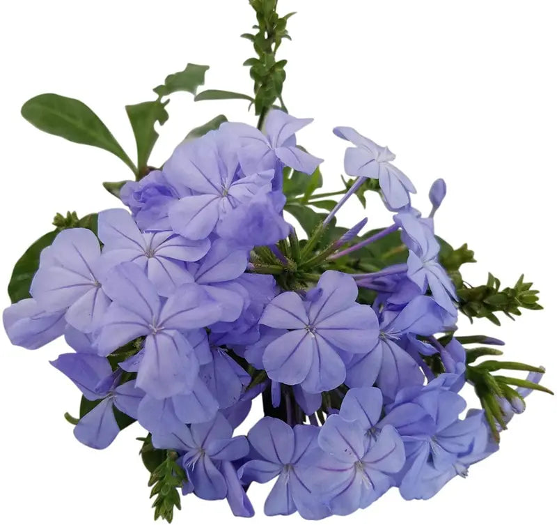 Plumbago Auriculata Perennial Shrub, Imperial Blue Flower, Gallon Pot