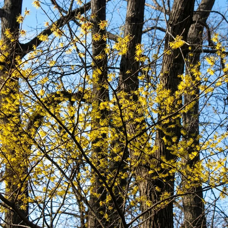 Witch Hazel
