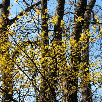 Witch Hazel