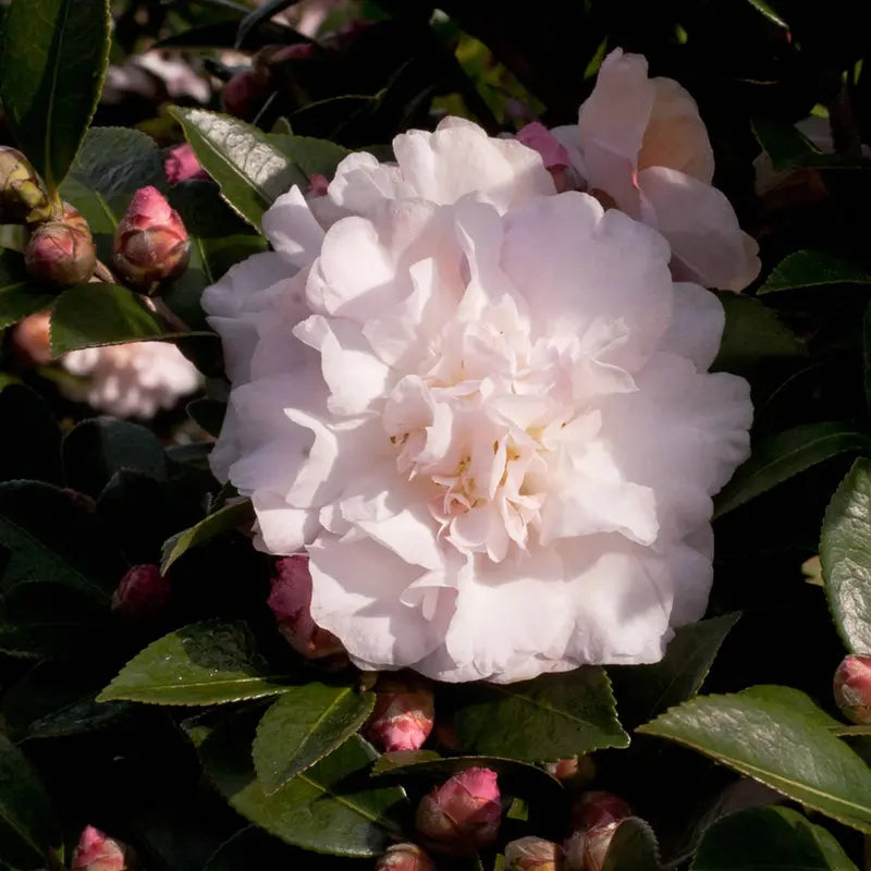 October Magic Dawn Camellia (2 Gallon) Flowering Evergreen Shrub with Pink and White Blooms  Full Sun to Part Shade Live Outdoor Plant  Southern Living Plant Collection