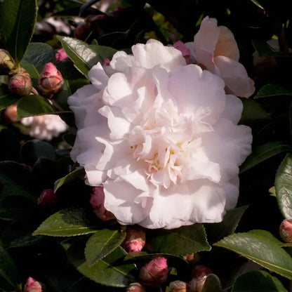 October Magic Dawn Camellia (2 Gallon) Flowering Evergreen Shrub with Pink and White Blooms  Full Sun to Part Shade Live Outdoor Plant  Southern Living Plant Collection