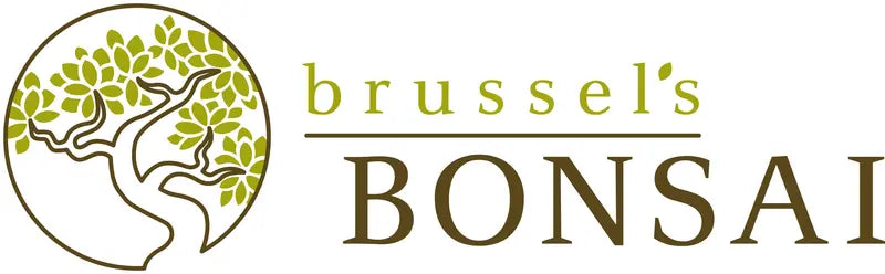 Brussel’s Chinese Elm Bonsai  X Large  (Outdoor)