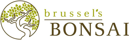 Brussel’s Chinese Elm Bonsai  X Large  (Outdoor)