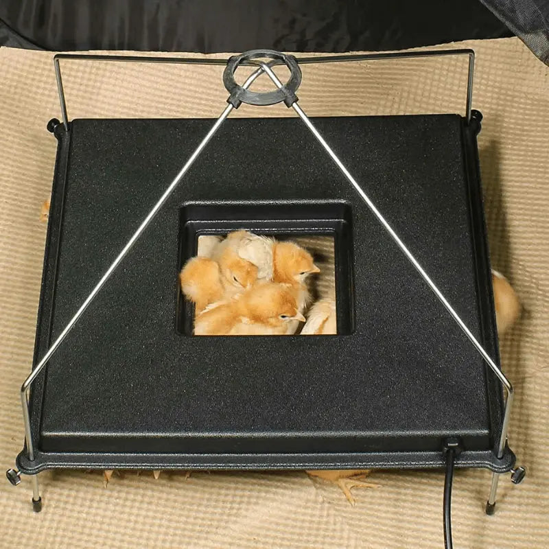 Premium Chick Brooder Plate with Adjustable Height and Viewing Port for Easy Monitoring