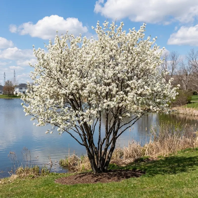 Downy Serviceberry Shrub  Native Spring-Blooming, Edible Berry Producer