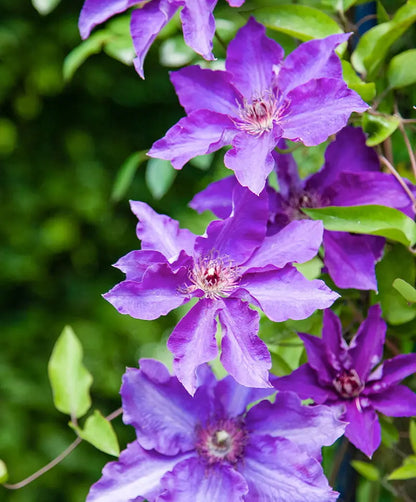 The President Clematis Vine  Deep Purple  2.5