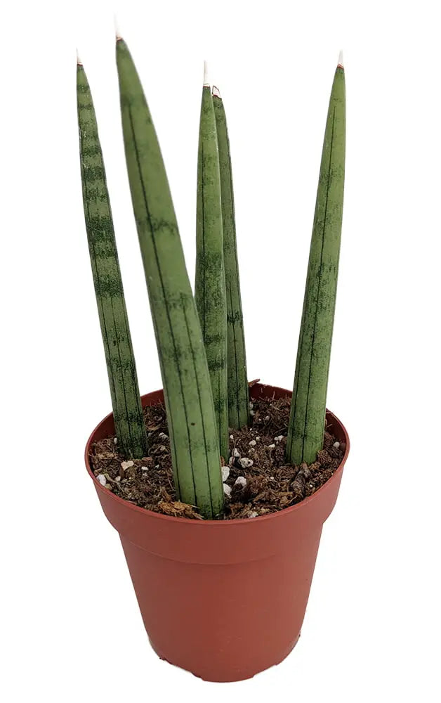 Bamboo Shoots Snake Plant  Sanseveria cylindrica  Impossible to kill!  2