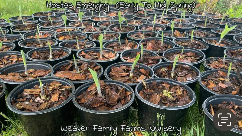 Krossa Regal Upright Hosta Shrub