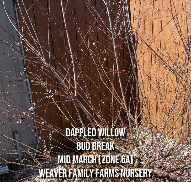 Dappled Willow