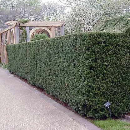 Yew ‘Hicks’