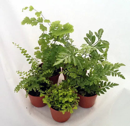 Mini Ferns for Terrariums/Fairy Garden  5 Different Plants-2″ Pots