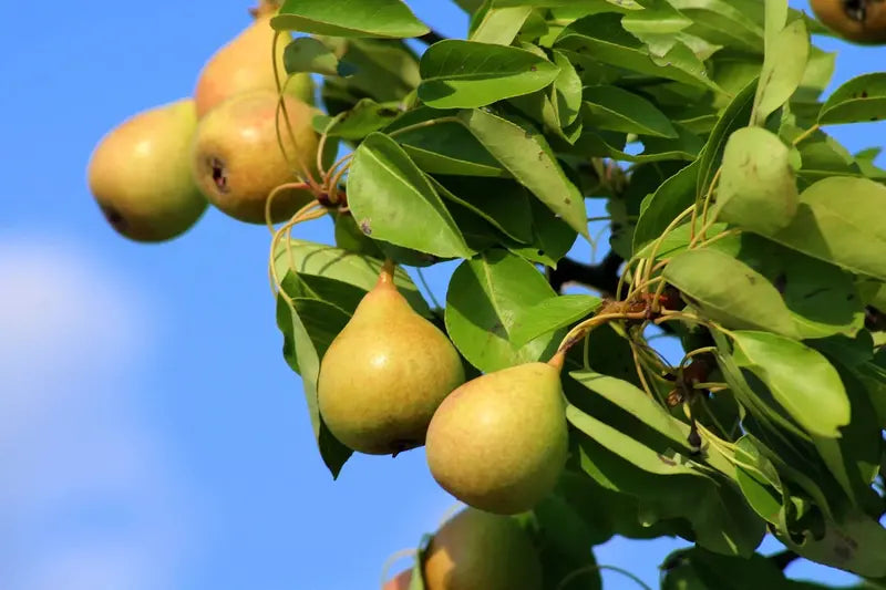 Comice Pear Tree  Gourmet-Grade, Sweet & Buttery Dessert Pear