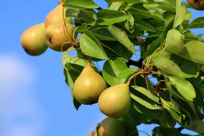 Comice Pear Tree  Gourmet-Grade, Sweet & Buttery Dessert Pear