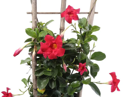 Costa Farms Island Blooms Live Outdoor 36in. Tall Assorted Mandevilla; Full Sun Outdoors Plant in 10in. Grower Pot