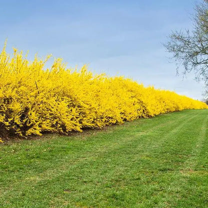 Lynwood Gold Forsythia Shrub  Full to Partial Sunlight