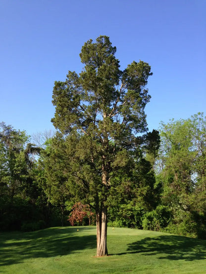 Eastern Red Cedar Tree  Evergreen, Drought-Tolerant Native Conifer & Wildlife Habitat
