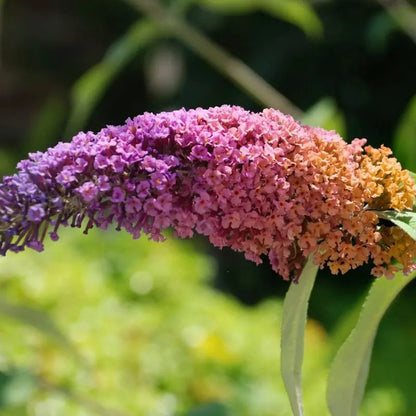 Set of 2 Buddleia