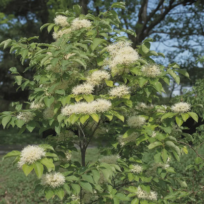White Fringe Tree