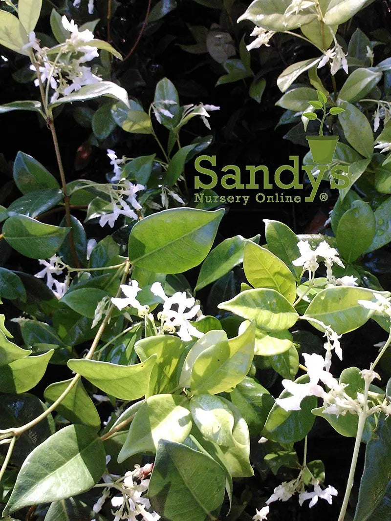 Jasmine Confederate, White Flower Shrub, Starter Plant, Gallon Pot