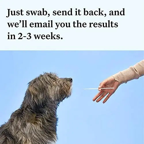Wisdom Panel Essential Dog DNA Kit: Accurate Test for 365+ Breeds, 30 Health Conditions, 50+ Traits, Ancestry  1 Pack