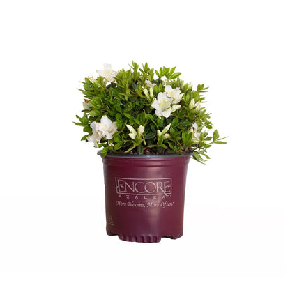 Encore Azalea Autumn Ivory (1 Gallon) White Flowering Shrub  Full Sun Live Outdoor Plant