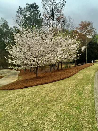 Premium Long-Needle Pine Straw Mulch  Covers Up to 160 Sq. Ft.