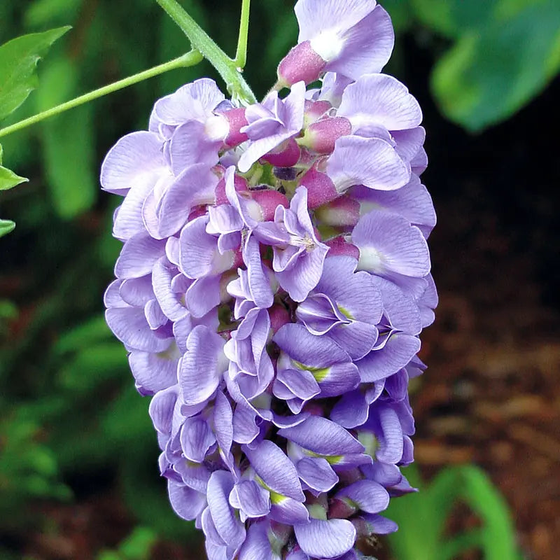 Amethyst Falls Wisteria (2.5 Gallon) Flowering Deciduous Vine with Lavender-Purple Blooms  Full Sun to Part Shade Live Outdoor Plant