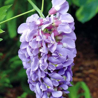 Amethyst Falls Wisteria (2.5 Gallon) Flowering Deciduous Vine with Lavender-Purple Blooms  Full Sun to Part Shade Live Outdoor Plant