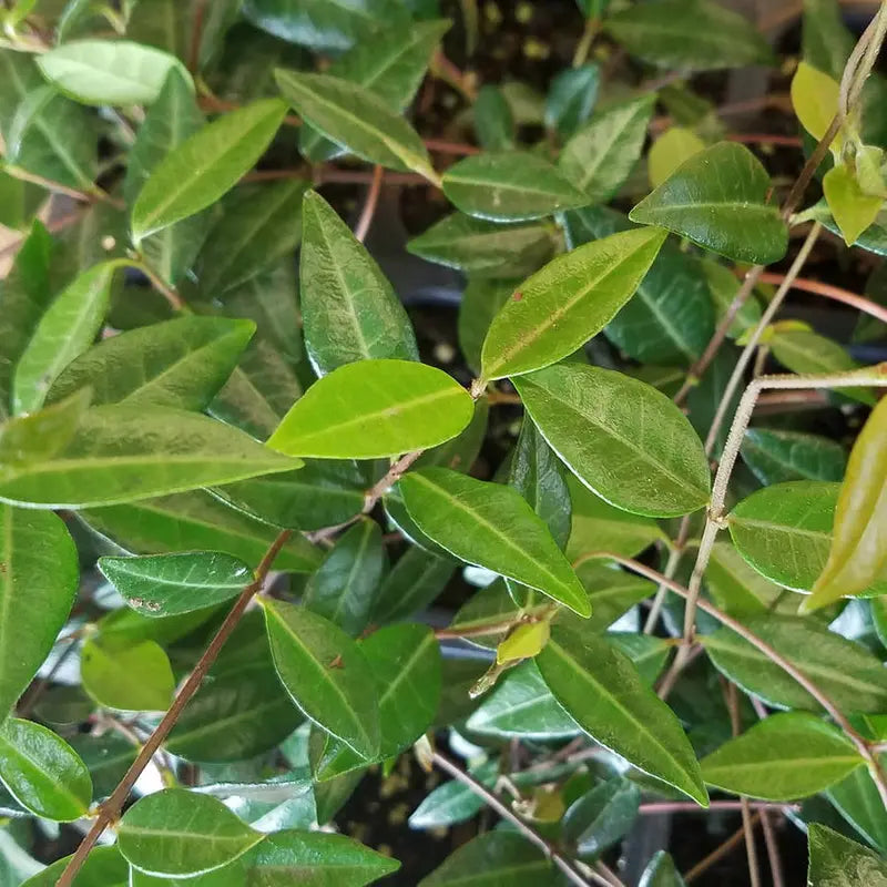 Asiatic Jasmine  54 Pack (3.25 In. Pots) Evergreen Groundcover Vine  Full Sun Live Outdoor Plant