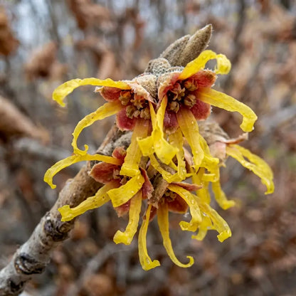 Witch Hazel