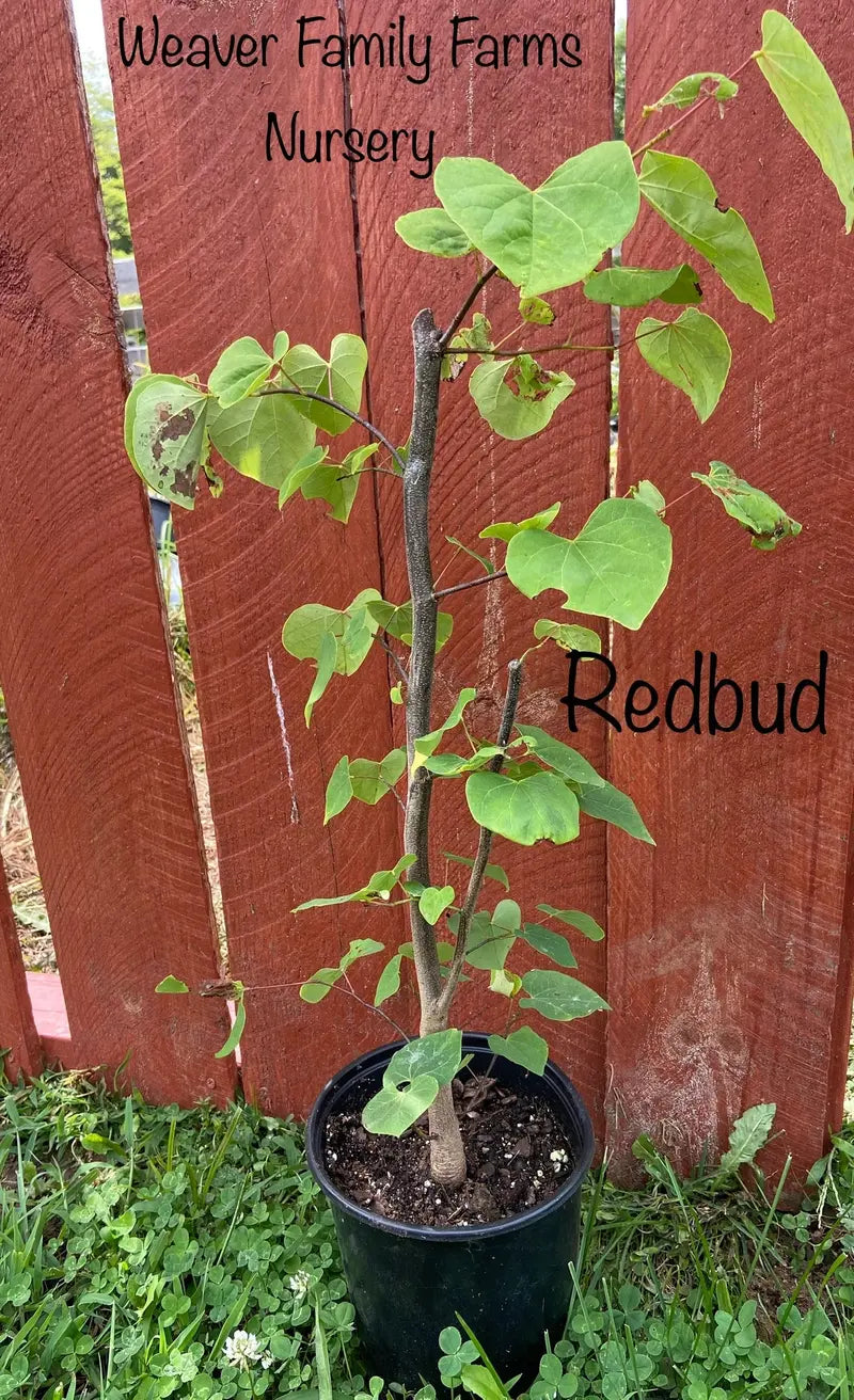 Eastern Redbud Ornamental Tree