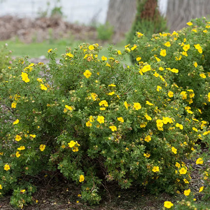 Yellow Potentilla