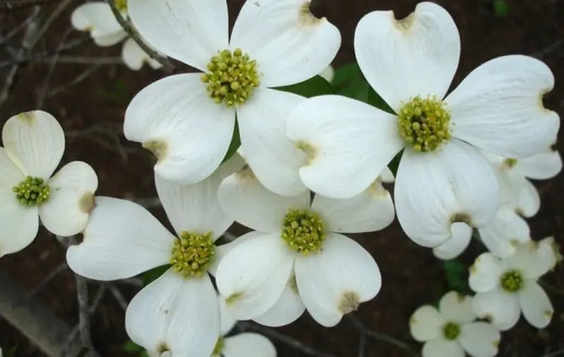 White Flowering Dogwood Tree