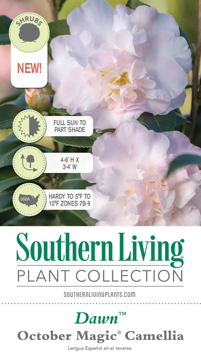 October Magic Dawn Camellia (2 Gallon) Flowering Evergreen Shrub with Pink and White Blooms  Full Sun to Part Shade Live Outdoor Plant  Southern Living Plant Collection