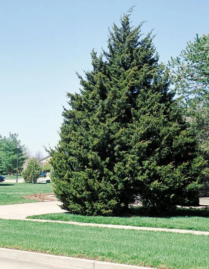 Eastern Red Cedar Tree  Evergreen, Drought-Tolerant Native Conifer & Wildlife Habitat