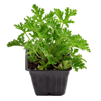 Live Citronella Geranium Plants (2-Pack); Pelargonium Citronella Scented Potted Plants