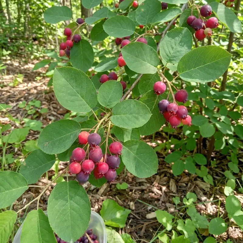 Downy Serviceberry Shrub  Native Spring-Blooming, Edible Berry Producer