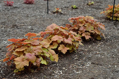 Coral Bells ‘Southern Comfort’  Heat-Tolerant Heuchera Cultivar with Ruffled Bronze-Purple Foliage