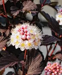 Crimson Ninebark Hardy Deciduous Shrub