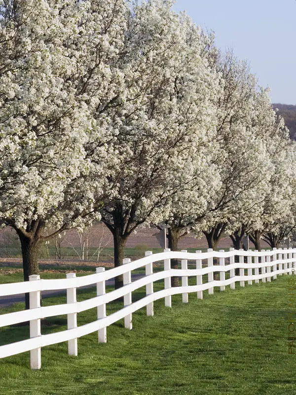 White Flowering Dogwood Tree