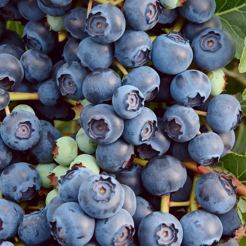 Duke Blueberry Bush  Early-Harvest, High-Yield Northern Highbush Variety