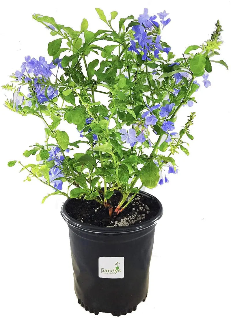 Plumbago Auriculata Perennial Shrub, Imperial Blue Flower, Gallon Pot